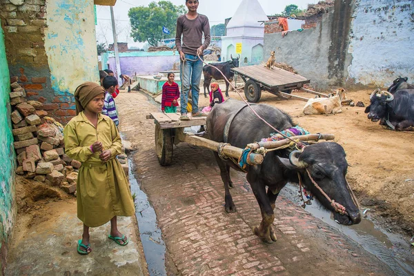 Rajasthan Indie 2018 Muž Jezdí Velké Krávě Část Své Pracovní — Stock fotografie