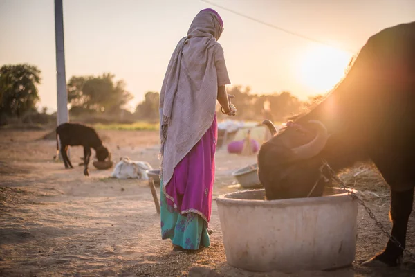 Rajasthan Indie 2018 Žena Krmí Svůj Dobytek Při Západu Slunce — Stock fotografie