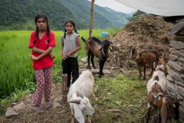 Pokhara Nepál 2017 Dvě Dívky Pečující Krmící Dobytek Malé Vesnici — Stock fotografie