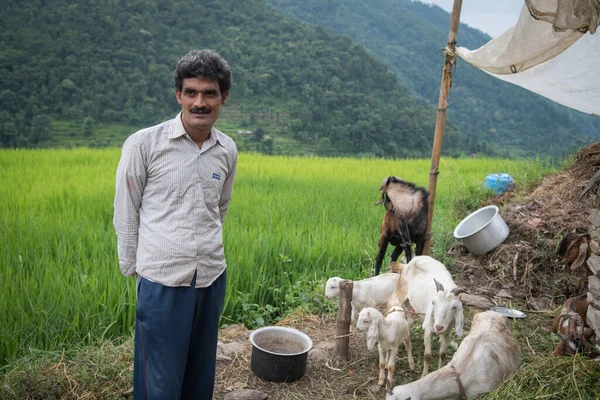 Похара Непал 2017 Человек Отец Заботятся Кормят Скот Маленькой Деревне — стоковое фото