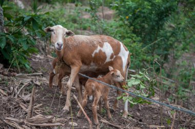 Suchitoto, El Salvador. 06-25-2016. Çiftçi ailenin keçileriyle ilgileniyor. Ülkenin kırsal kesimlerinde yaşayan insanlar, sığır yetiştirmenin yanı sıra hayatta kalmak için sebze yetiştirmeye bel bağlıyorlar..