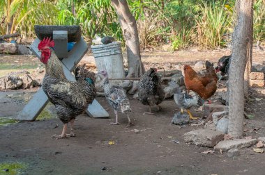 Suchitoto, El Salvador. 06-25-2016. Listeler ve tavuklar besleniyor. Kırsal bölgelerde yaşayan insanlar sığır yetiştirmenin yanı sıra hayatta kalmak için sebze yetiştirmeye güveniyorlar..