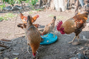 Suchitoto, El Salvador. 06-25-2016. Listeler ve tavuklar besleniyor. Kırsal bölgelerde yaşayan insanlar sığır yetiştirmenin yanı sıra hayatta kalmak için sebze yetiştirmeye güveniyorlar..