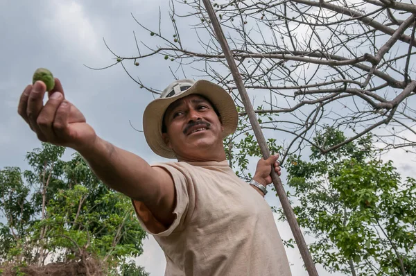 Suchitoto, El Salvador. 06-25-2016. Çiftçi ağaçlardan meyve topluyor. Ülkenin kırsal kesimlerinde yaşayan insanlar, sığır yetiştirmenin yanı sıra hayatta kalmak için sebze yetiştirmeye bel bağlıyorlar..