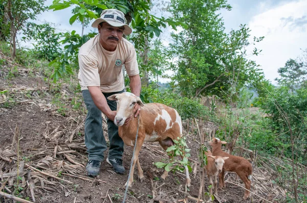Suchitoto, El Salvador. 06-25-2016. Çiftçi ailenin keçileriyle ilgileniyor. Ülkenin kırsal kesimlerinde yaşayan insanlar, sığır yetiştirmenin yanı sıra hayatta kalmak için sebze yetiştirmeye bel bağlıyorlar..