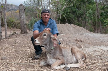Rivas, Nikaragua. 07-15-2016. Nikaragua 'nın kırsal kesiminde bir ineği okşayan çiftçi. Aileler hayatta kalmak için sığır yetiştirmeye ihtiyaç duyarlar..