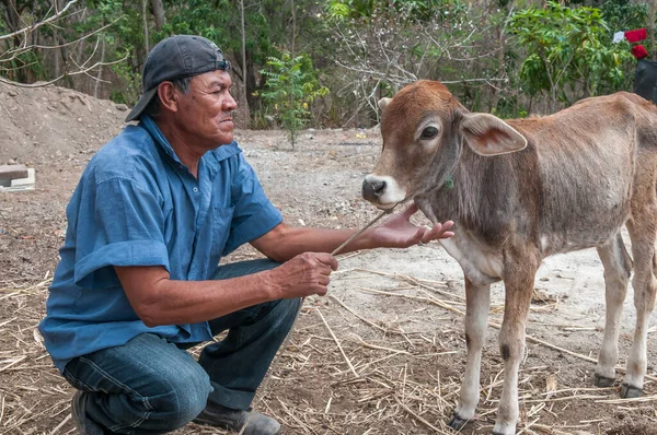 Rivas Nikaragua 2016 Farmář Hladí Krávu Venkovské Oblasti Nikaraguy Rodiny — Stock fotografie