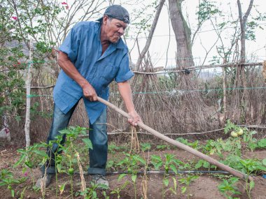 Rivas, Nicaragua. 07-15-2016. A farmer is taking care of the planted vegetables in his farm in Rivas, a rural areas of Nicaragua. clipart