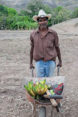 Rivas, Nikaragua. 07-15-2016. Bir çiftçi, Nikaragua 'nın kırsal kesimlerinden Rivas' ta bir el arabasıyla eve getirerek muz topladı..