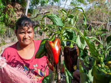 Rivas, Nicaragua. 07-15-2016. Portrait of a woman taking care of the vegetables living with their family in Rivas, a rural area of Nicaragua. clipart