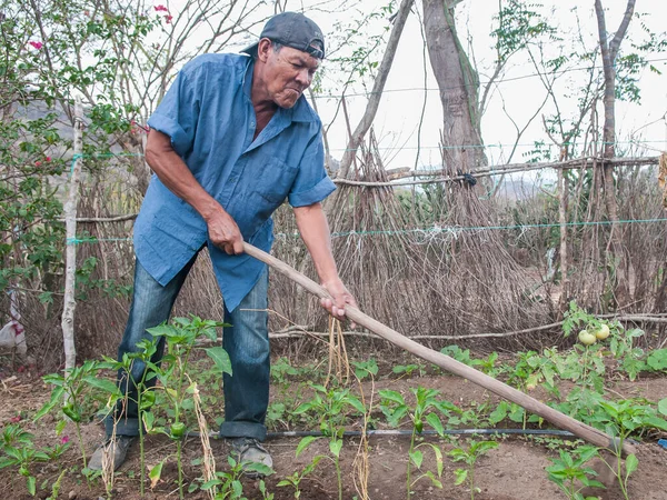 Rivas Nicaragua 2016 Campesino Ocupa Las Hortalizas Plantadas Finca Rivas — Foto de Stock