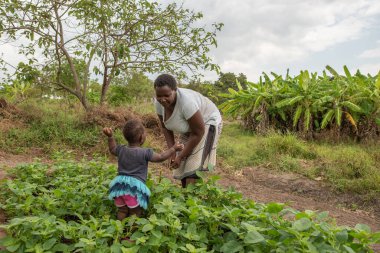 Dodoma, Tanzanya. 08-18-2019. Bir anne tarlada çalışırken küçük kızı annesinin onu kucağında taşımasını istiyor..