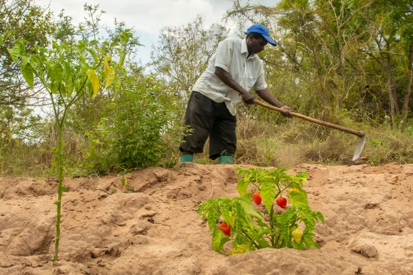 Dodoma Tanzania 2019 Rolnik Tanzanii Dba Plantację Pomidorów Usuwając Oll — Zdjęcie stockowe