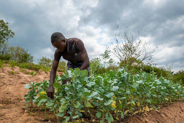Dodoma, Tanzania. 08-18-2019. A male farmer is working in a field vegetable plantation in Tanzania taking care of the planted tomatoes by removing the leafs from the field.