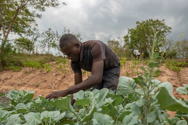 Dodoma Tanzania 2019 Męski Rolnik Tanzanii Zajmuje Się Plantacją Pomidorów Obrazy Stockowe bez tantiem
