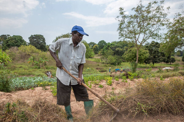 Dodoma, Tanzania. 08-18-2019. A black farmer is working with a shovel removing unwanted grass at a very sandy piece of land.