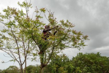 Dodoma, Tanzanya. 08-18-2019. Siyahi bir kadın, çocukları beslemek için meyve toplamak için ağaca tırmanıyor..