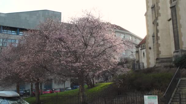 Прага Чеська Республіка 2021 Вид Дерево Цвіте Вражаючим Фіолетовим Кольором — стокове відео