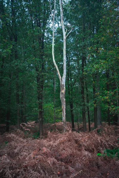 Belas Cores Outono Floresta Liesbos Breda Holanda — Fotografia de Stock