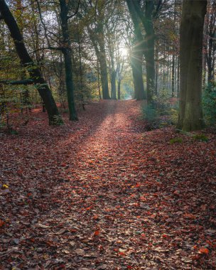 Ormanda güzel bir sabah, Kaapse Bossen Doorn Hollanda.