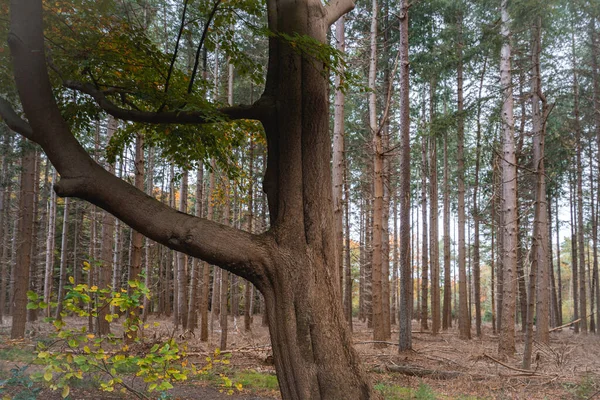 Hermosa Mañana Bosque Kaapse Bossen Doorn Países Bajos — Foto de Stock