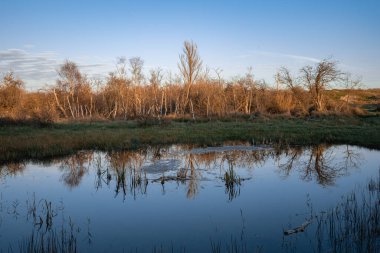 Göletteki yansımalar, Voorne 'un Duin Rockanje' si. Hollanda 'da..