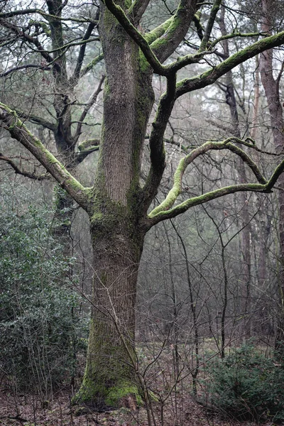 Frostiger Morgen Holländischen Wald Kaapse Bossen Doorn — Stockfoto