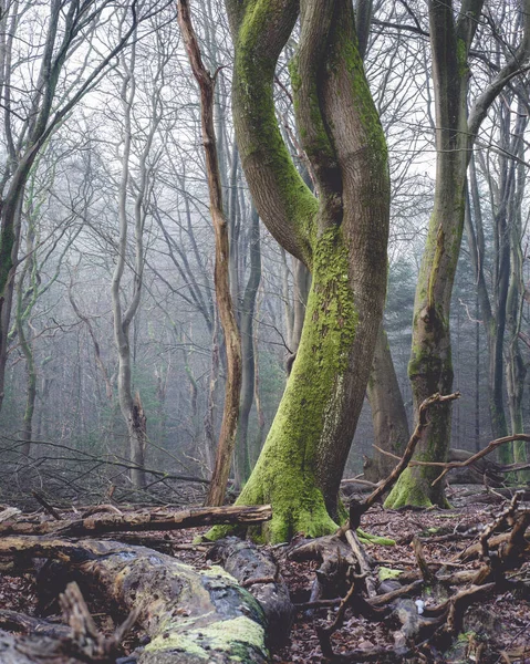 Amanecer Niebla Bosque Los Países Bajos Speulderbos Veluwe — Foto de Stock