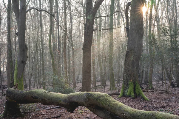 Hollanda 'daki ormanda gün doğumu ve sis, Speulderbos Veluwe.