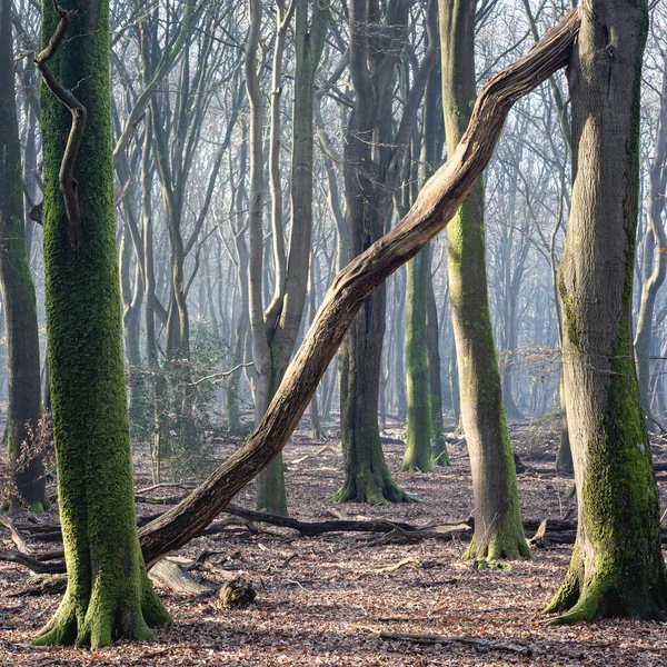 Hollanda 'daki ormanda gün doğumu ve sis, Speulderbos Veluwe.