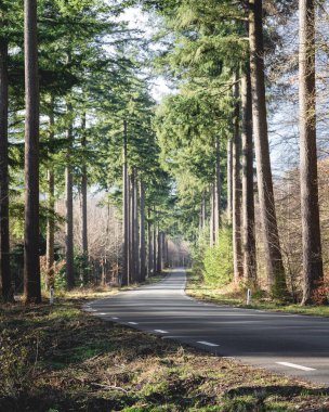 Hollanda 'daki ormanda gün doğumu ve sis, Speulderbos Veluwe.