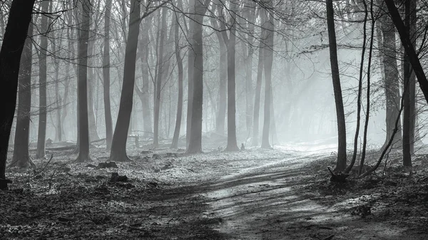 Hollanda 'daki ormanda gün doğumu ve sis, Speulderbos Veluwe.