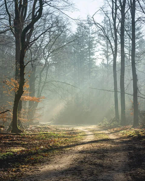 Hollanda 'daki ormanda gün doğumu ve sis, Speulderbos Veluwe.