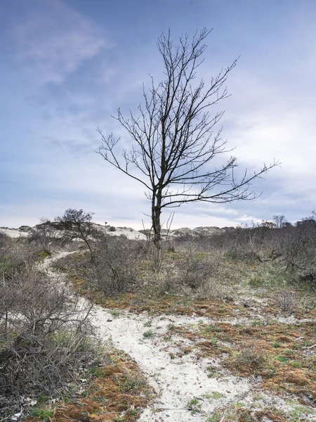 Uma Árvore Solitária Manhã Das Dunas Kijkduin Holanda — Fotografia de Stock