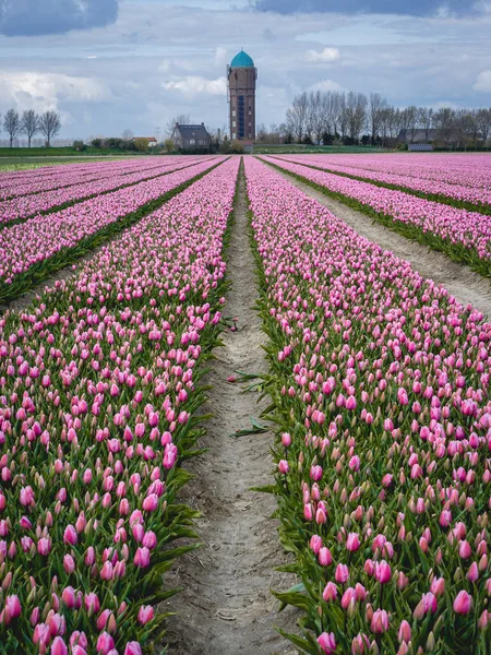 Tulpenfelder Goeree Overflakee Den Niederlanden — Stockfoto