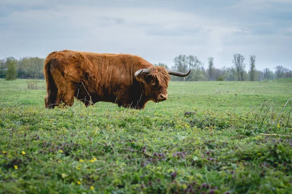 Vacche Higland Beuningse Uiterwaarden Beuningen Paesi Bassi — Foto Stock