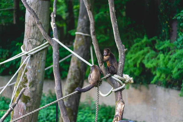 Affen Affenpark Apenheul Niederlande — Stockfoto