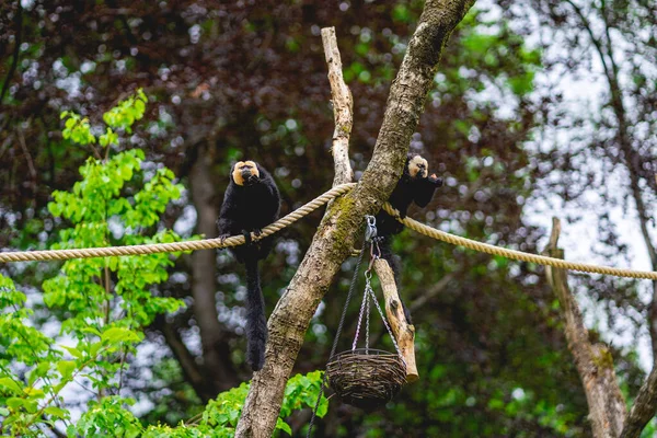 Majmok Apenheul Majomparkban Hollandia — Stock Fotó