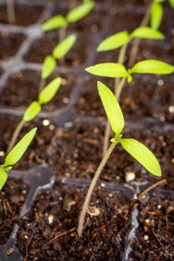 Close up from young seedlings in a tray. Homegrown.