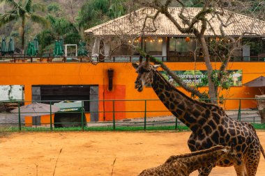 Brezilya 'daki Sao Paulo Hayvanat Bahçesi' nde bir zürafa. 13 Eylül 2025.