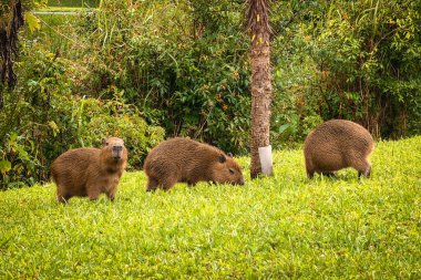 Capivara, Park Tingui 'de ghrass yiyor. Curitiba PR Brezilya.