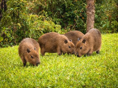 Capivara, Park Tingui 'de ghrass yiyor. Curitiba PR Brezilya.