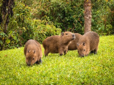 Capivara, Park Tingui 'de ghrass yiyor. Curitiba PR Brezilya.