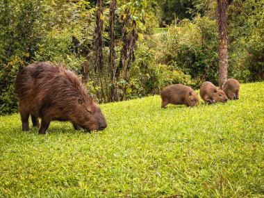 Capivara, Park Tingui 'de ghrass yiyor. Curitiba PR Brezilya.