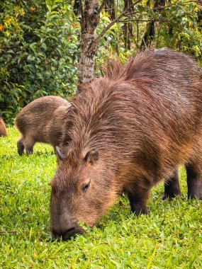 Capivara, Park Tingui 'de ghrass yiyor. Curitiba PR Brezilya.
