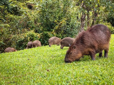 Capivara, Park Tingui 'de ghrass yiyor. Curitiba PR Brezilya.