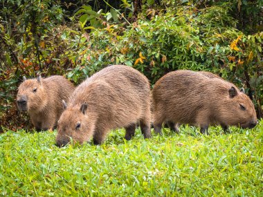 Capivara, Park Tingui 'de ghrass yiyor. Curitiba PR Brezilya.