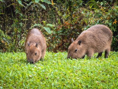 Capivara, Park Tingui 'de ghrass yiyor. Curitiba PR Brezilya.