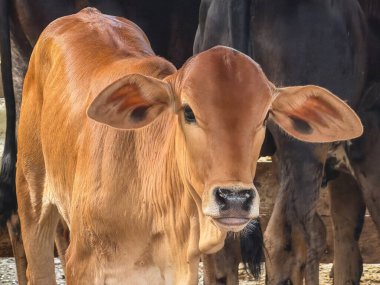 İnekler ve atlar Sao Paulo, Brezilya 'nın kırsal kesimindeki bir çiftlikte otluyor..