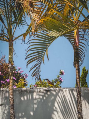 İki palmiye ağacı ve ortada küçük bir kuş..